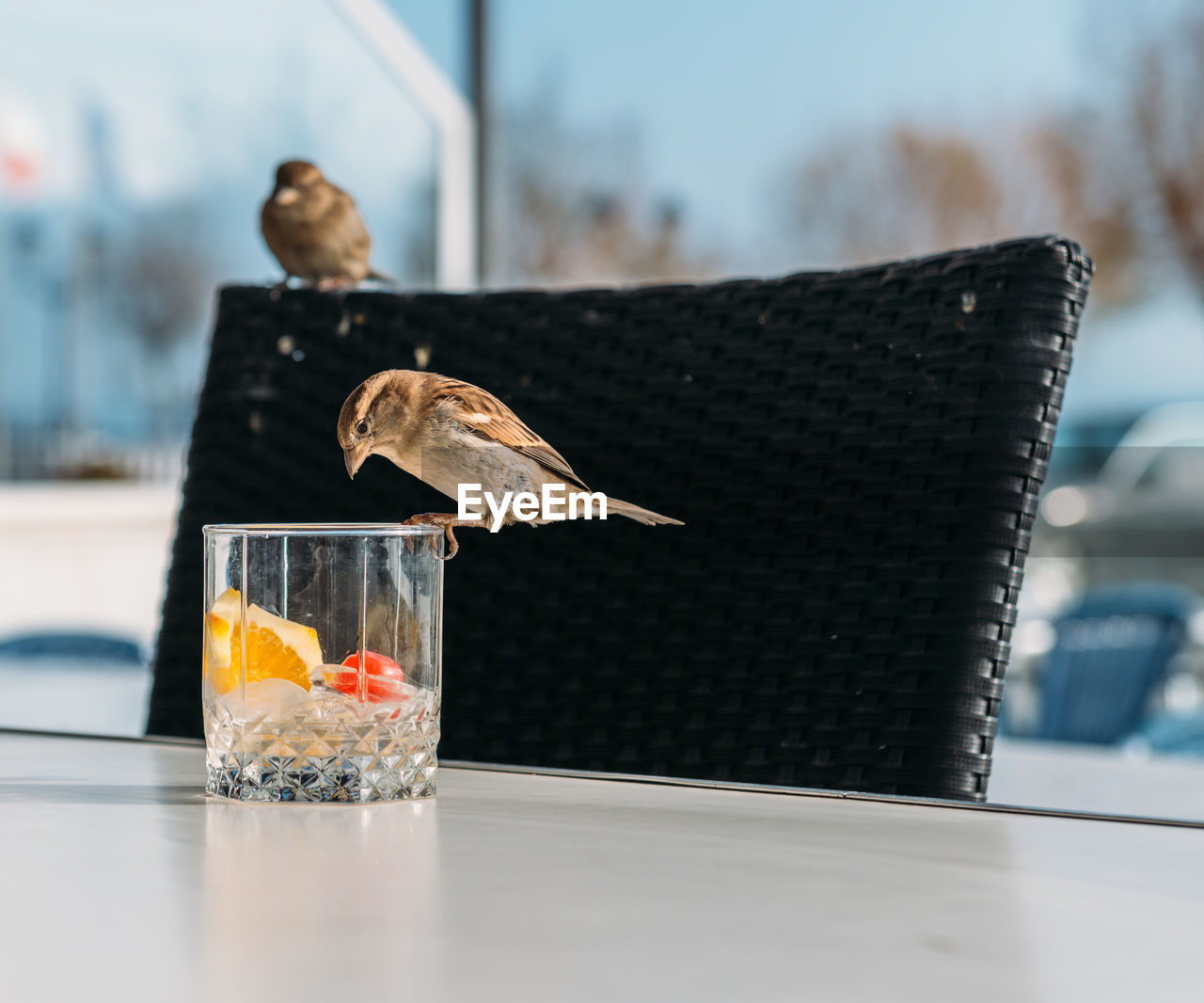 Close-up of bird perching on glass