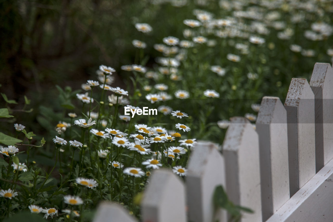 Close-up of white daisies and a white picket fence