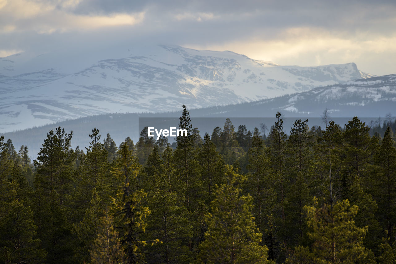 Scenic view of trees and mountains against sky