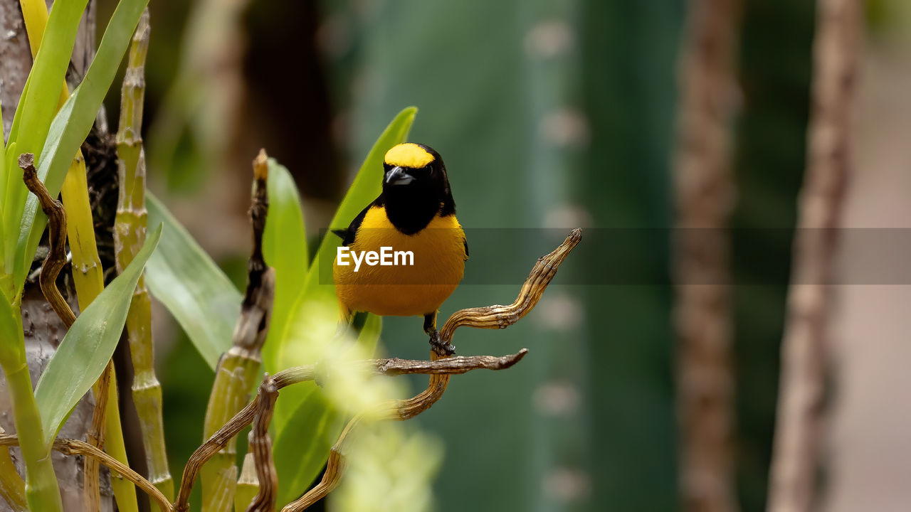 CLOSE-UP OF BIRD PERCHING ON YELLOW PLANT