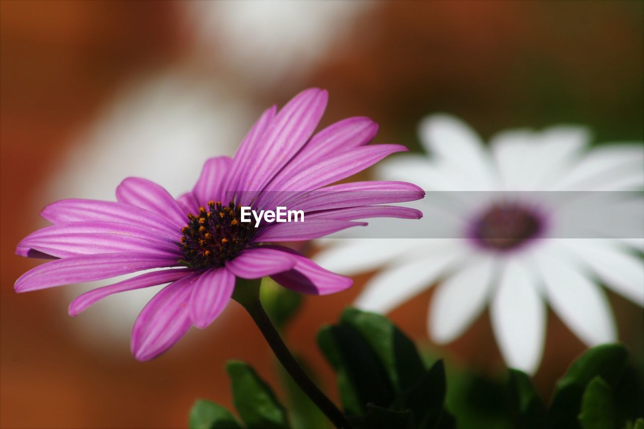 Close-up of flowers growing outdoors