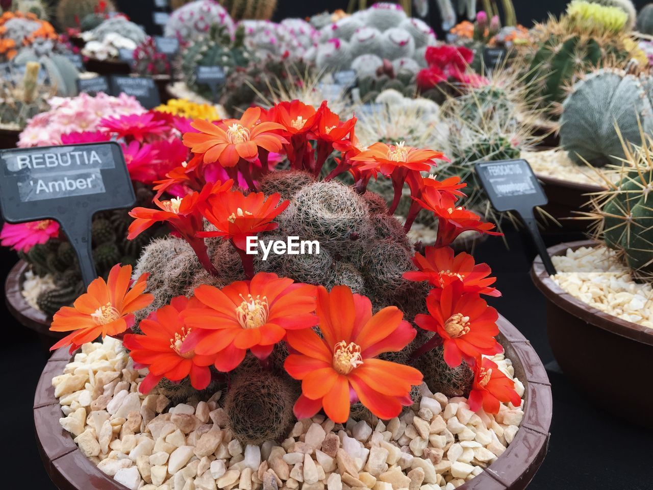 Full frame shot of potted flowers