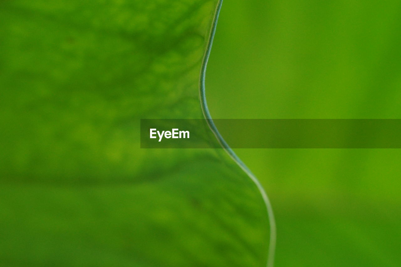 Close-up of green leaf