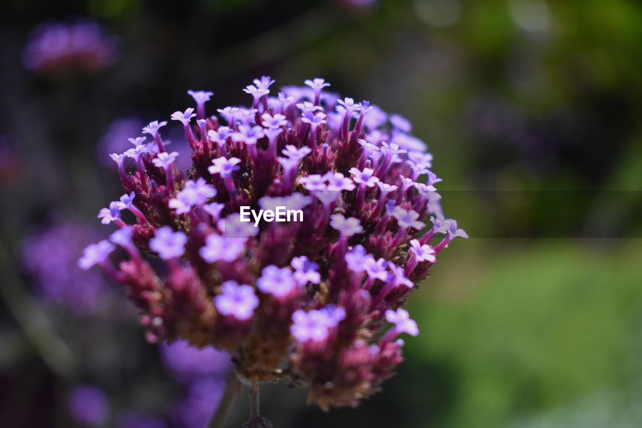 CLOSE-UP OF PURPLE FLOWER