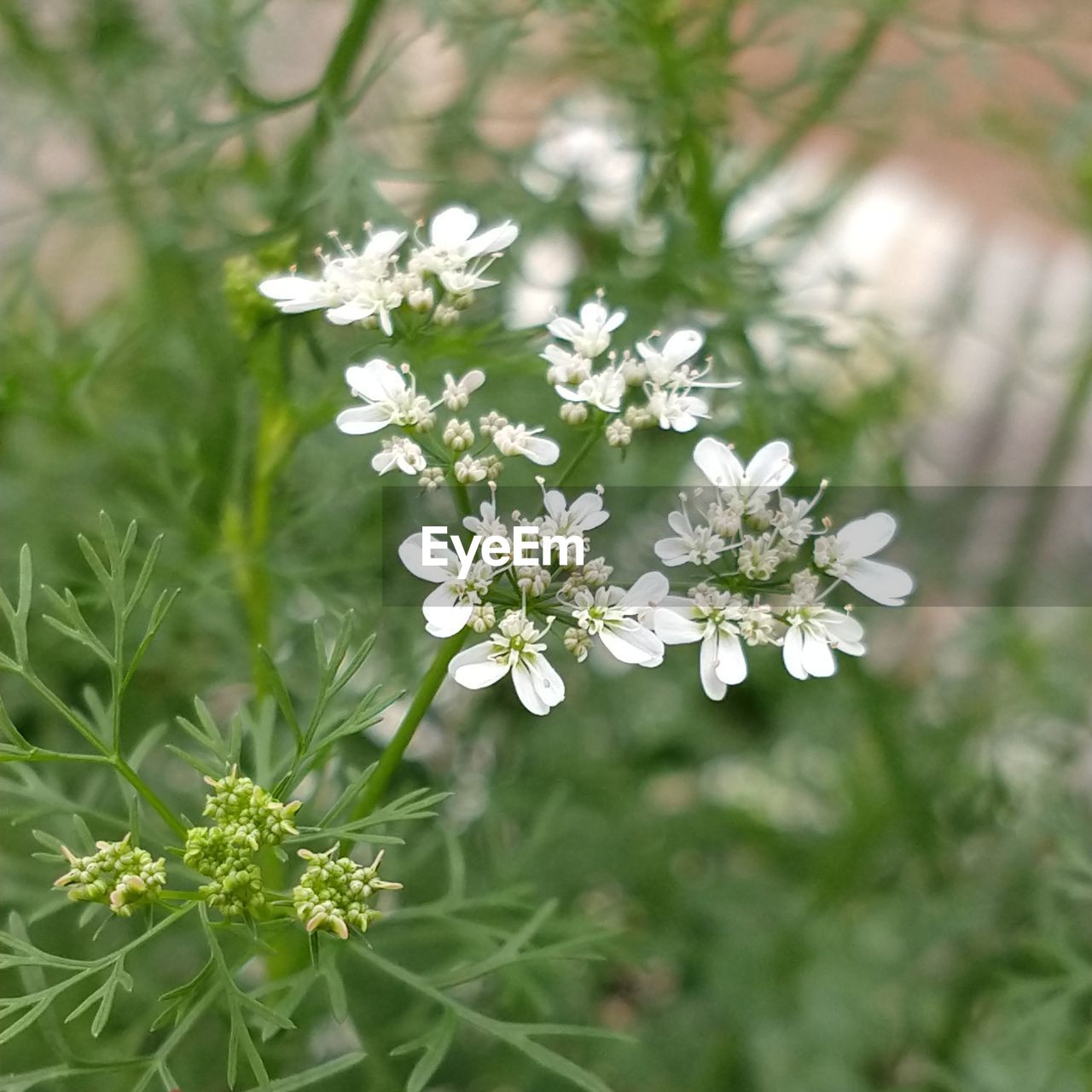 Close-up of white flowering plant on field