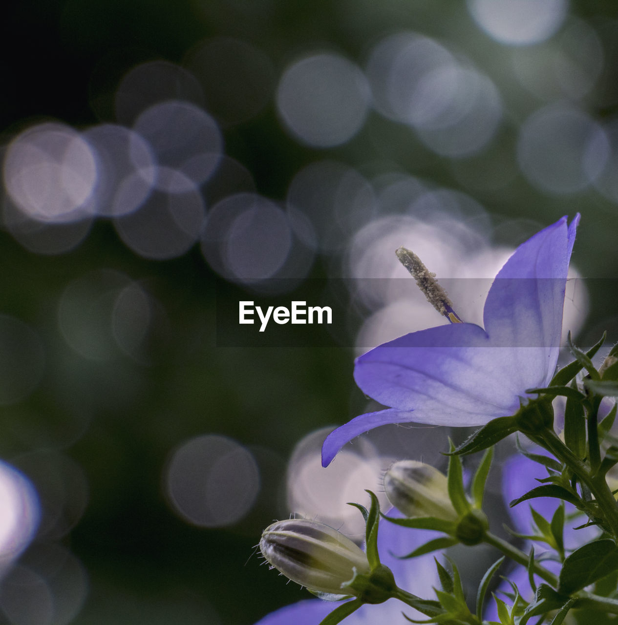 Close-up of flowers against blurred background