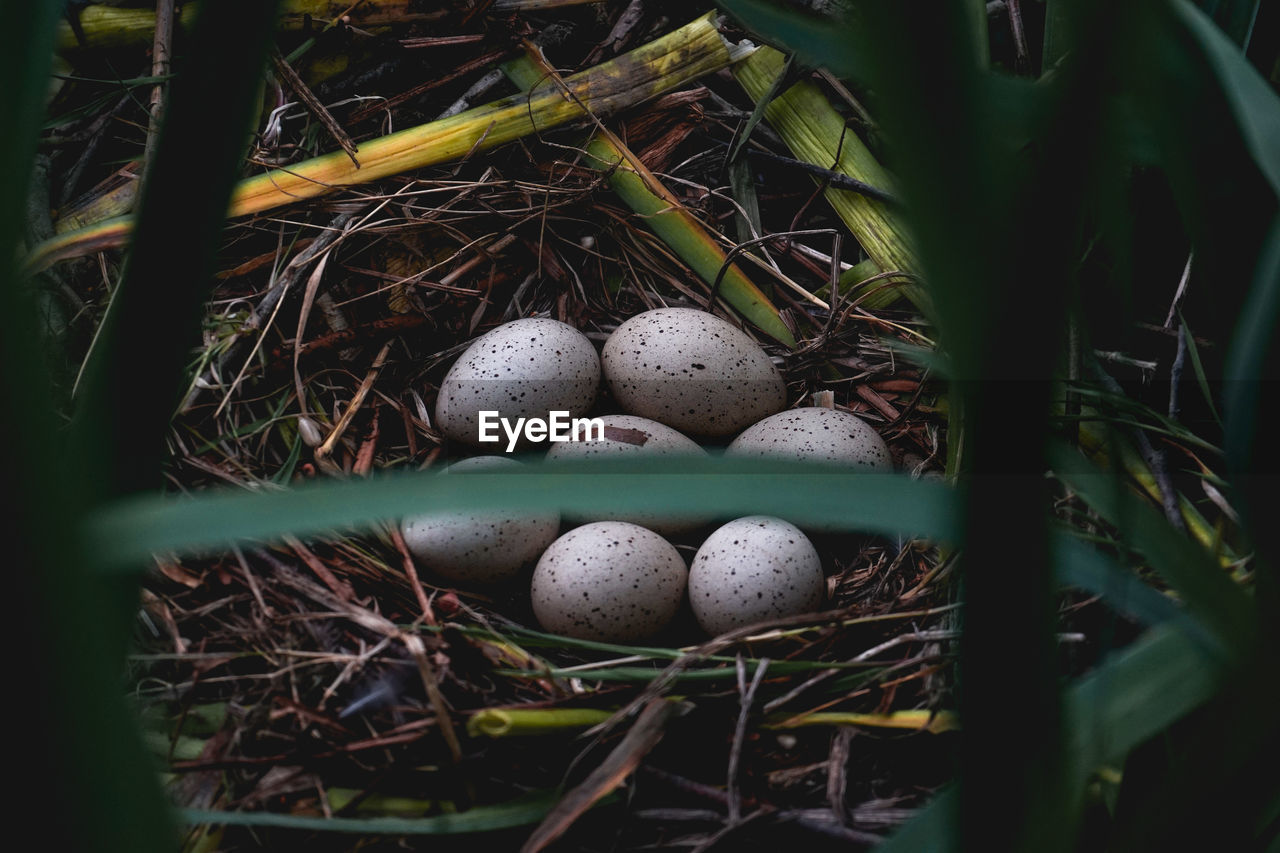 CLOSE-UP OF PLANT IN NEST