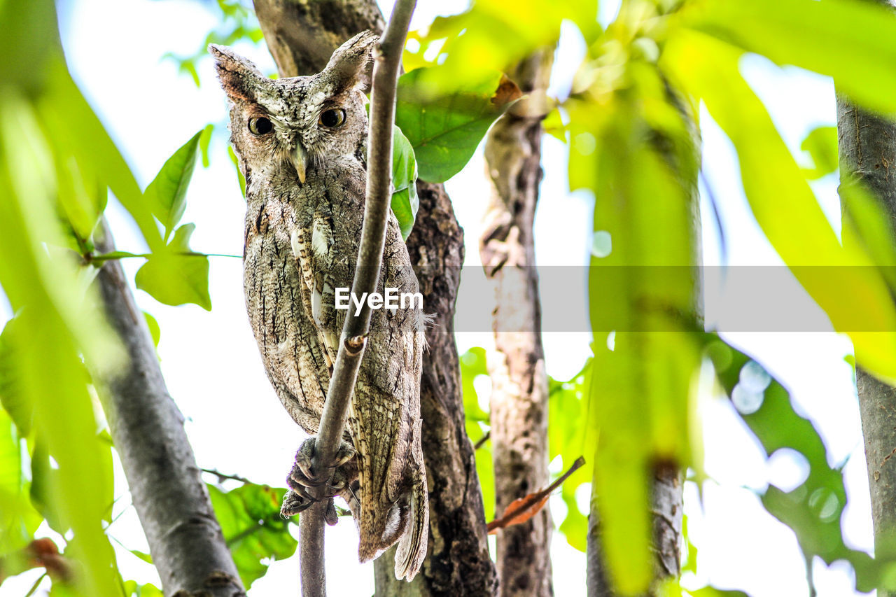 Low angle view of owl on tree