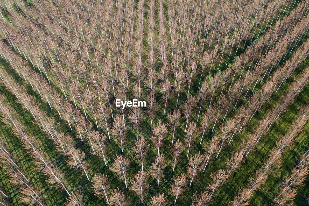 Drone photography of poplar plantation