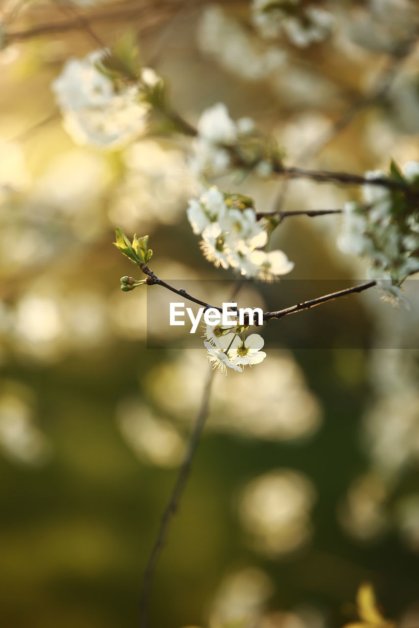 CLOSE-UP OF WHITE FLOWERING PLANT WITH TREE