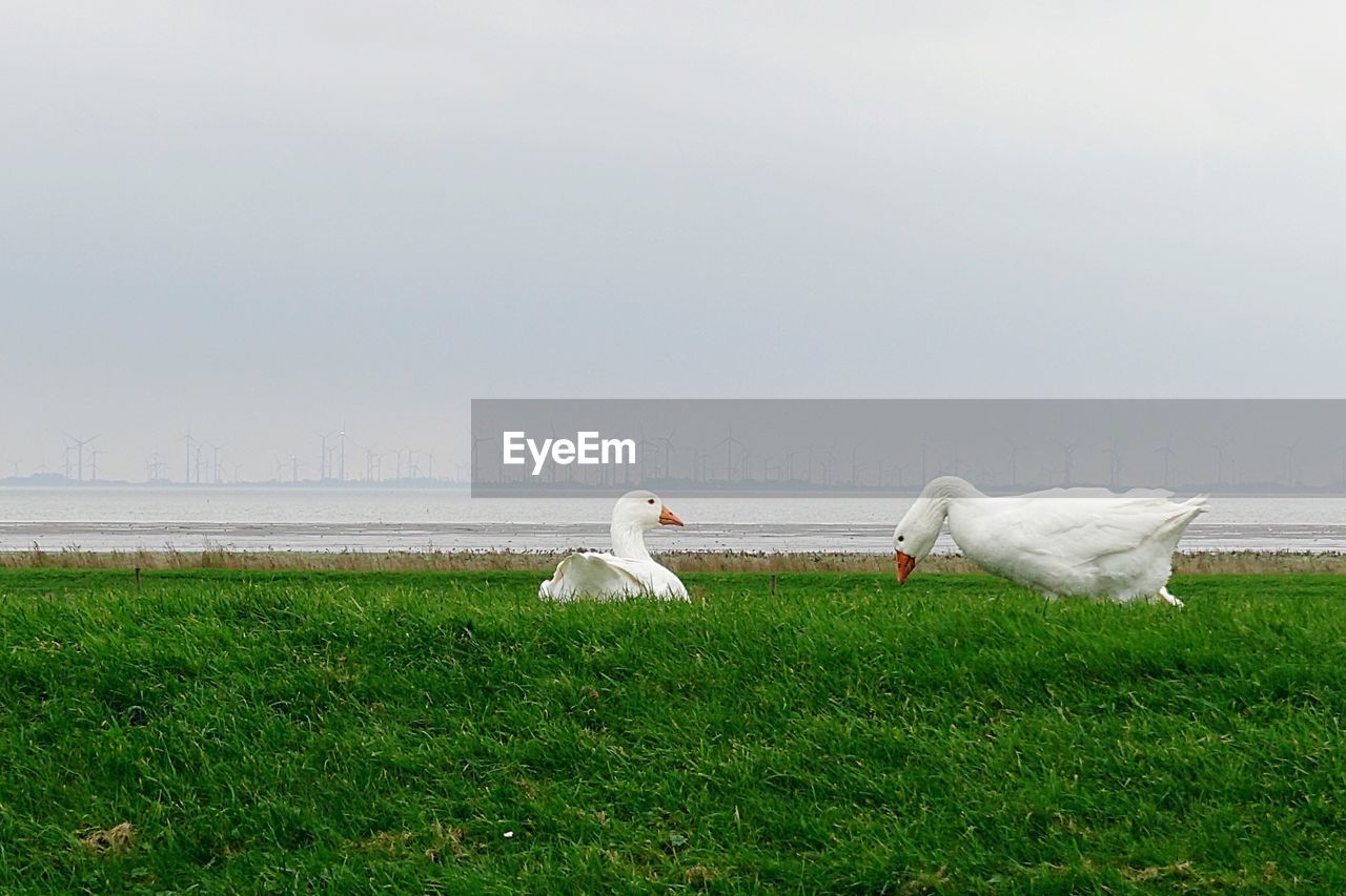 WHITE SWANS ON GRASS AGAINST SKY