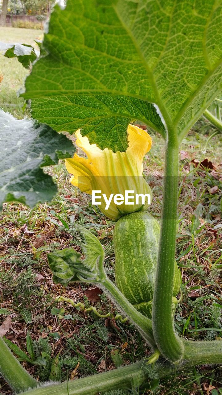 CLOSE-UP OF GREEN PLANT