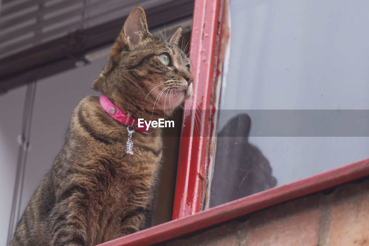 Close-up of a cat looking away