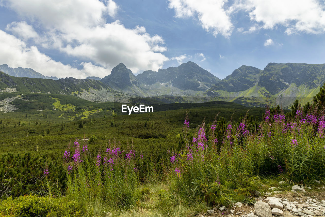 landscape, environment, flower, plant, flowering plant, mountain, scenics - nature, beauty in nature, wilderness, sky, nature, land, meadow, grassland, cloud, mountain range, wildflower, field, plateau, no people, rural scene, freshness, tranquility, valley, tranquil scene, travel, natural environment, prairie, travel destinations, outdoors, rural area, springtime, grass, non-urban scene, tree, purple, ridge, summer, growth, tourism, blue, idyllic, day, agriculture, social issues, pasture, multi colored, forest, green, blossom, steppe, water, panoramic