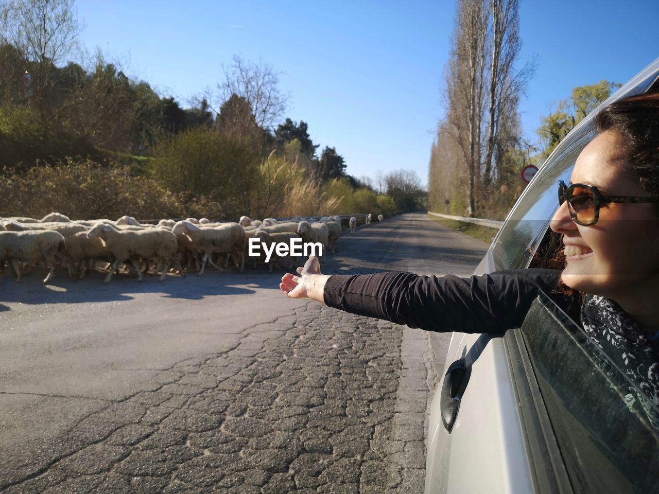 Woman peeking from car with sheep on road against sky