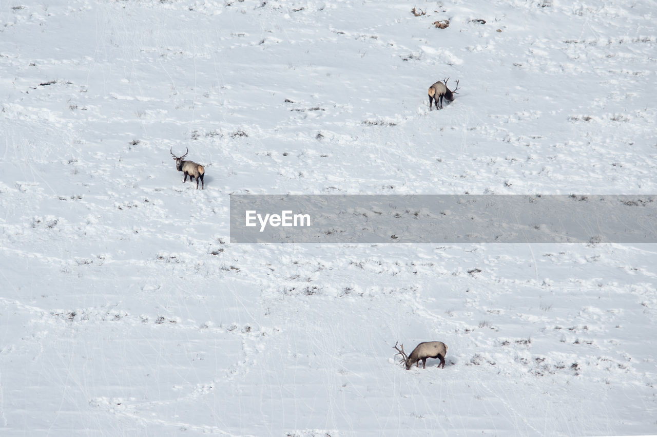 HIGH ANGLE VIEW OF BIRDS ON SNOW