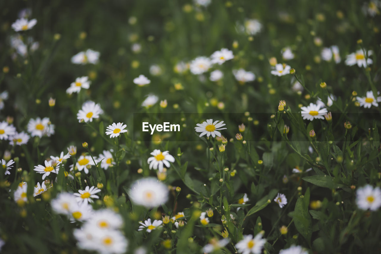 Close-up of white daisy flowers