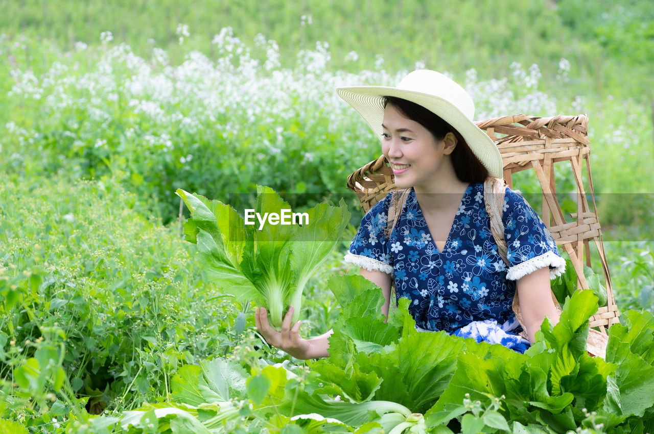 A young farmer is happily picking organic lettuce fresh in garden. organic farming.