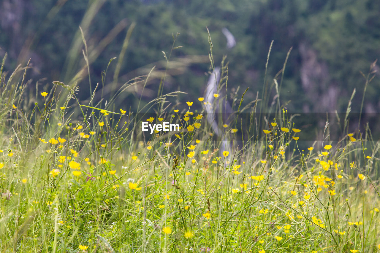 Flowers growing in field