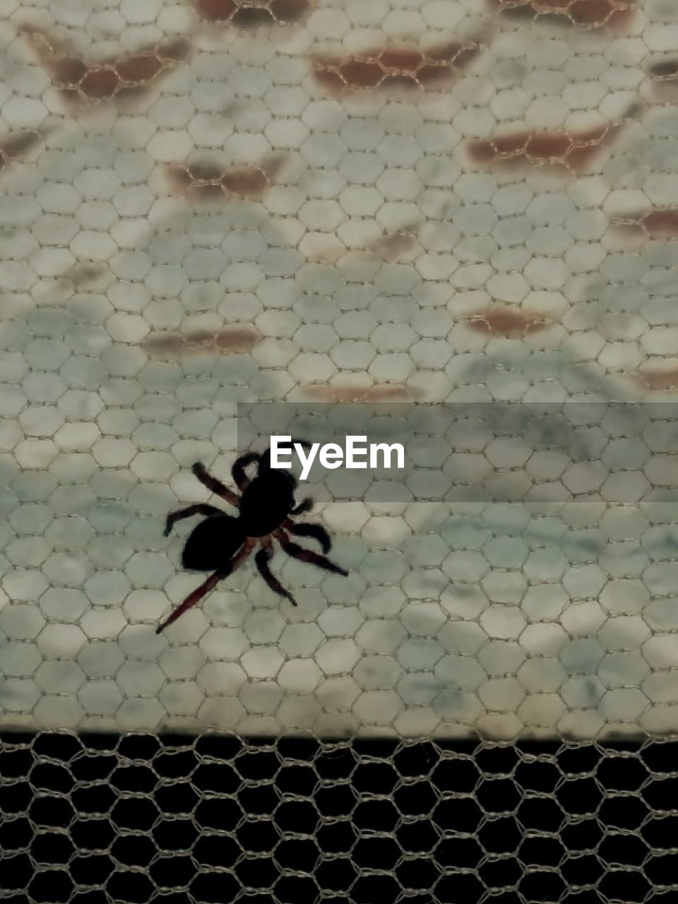 CLOSE-UP OF BEE ON COBBLESTONE