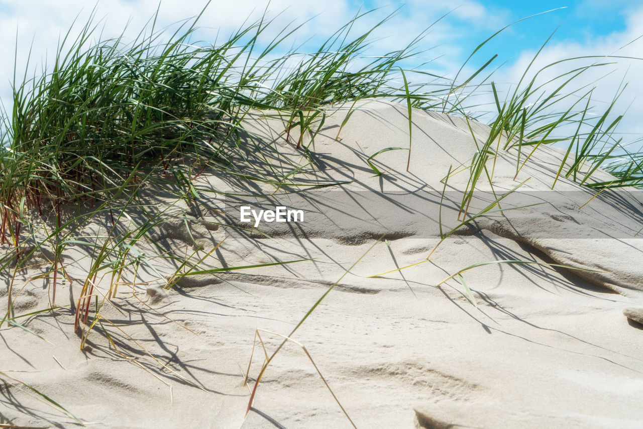 PLANTS GROWING ON SAND