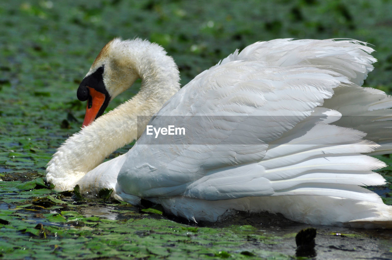 White swan on a lake