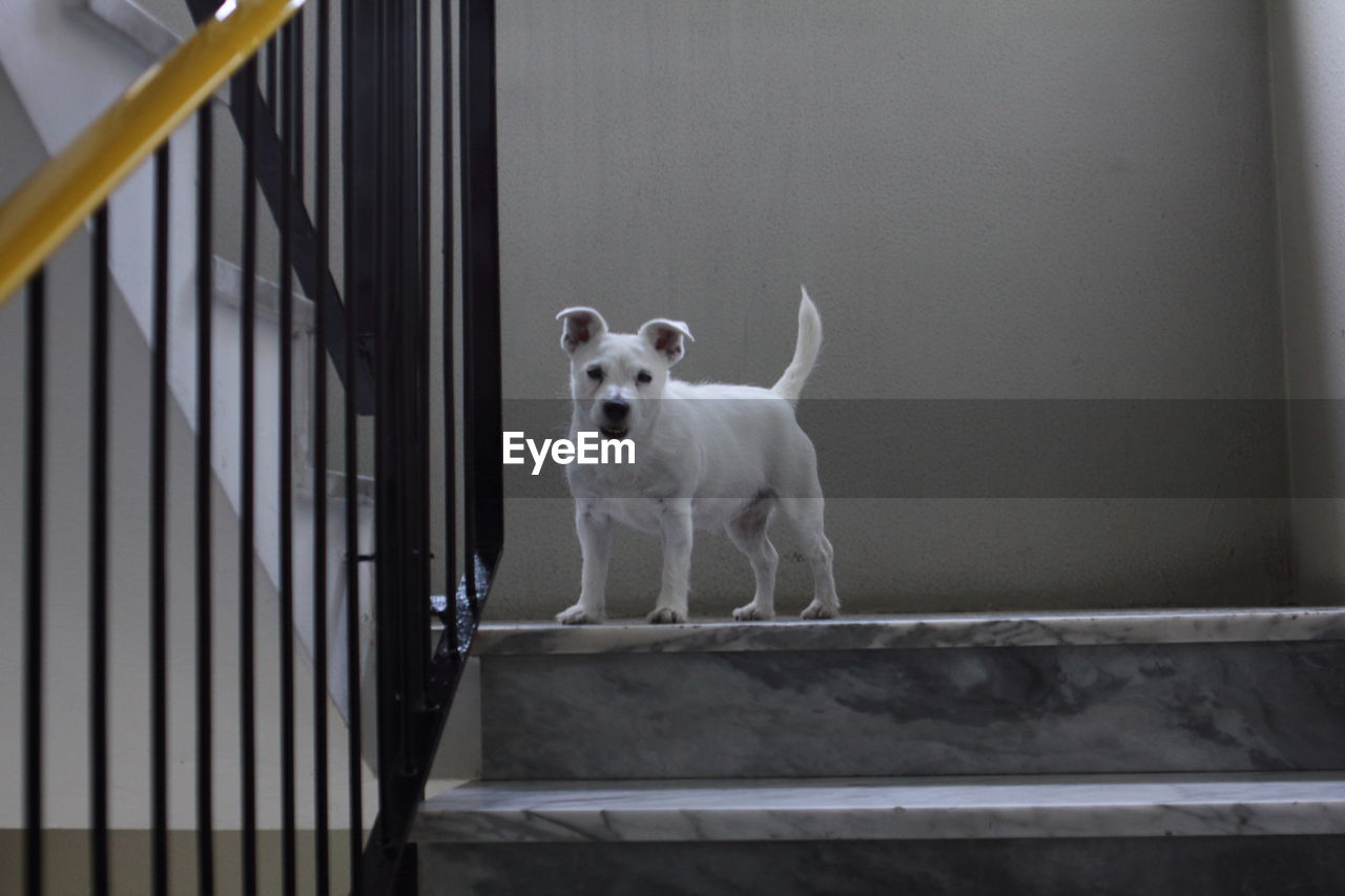 Portrait of white dog standing on railing