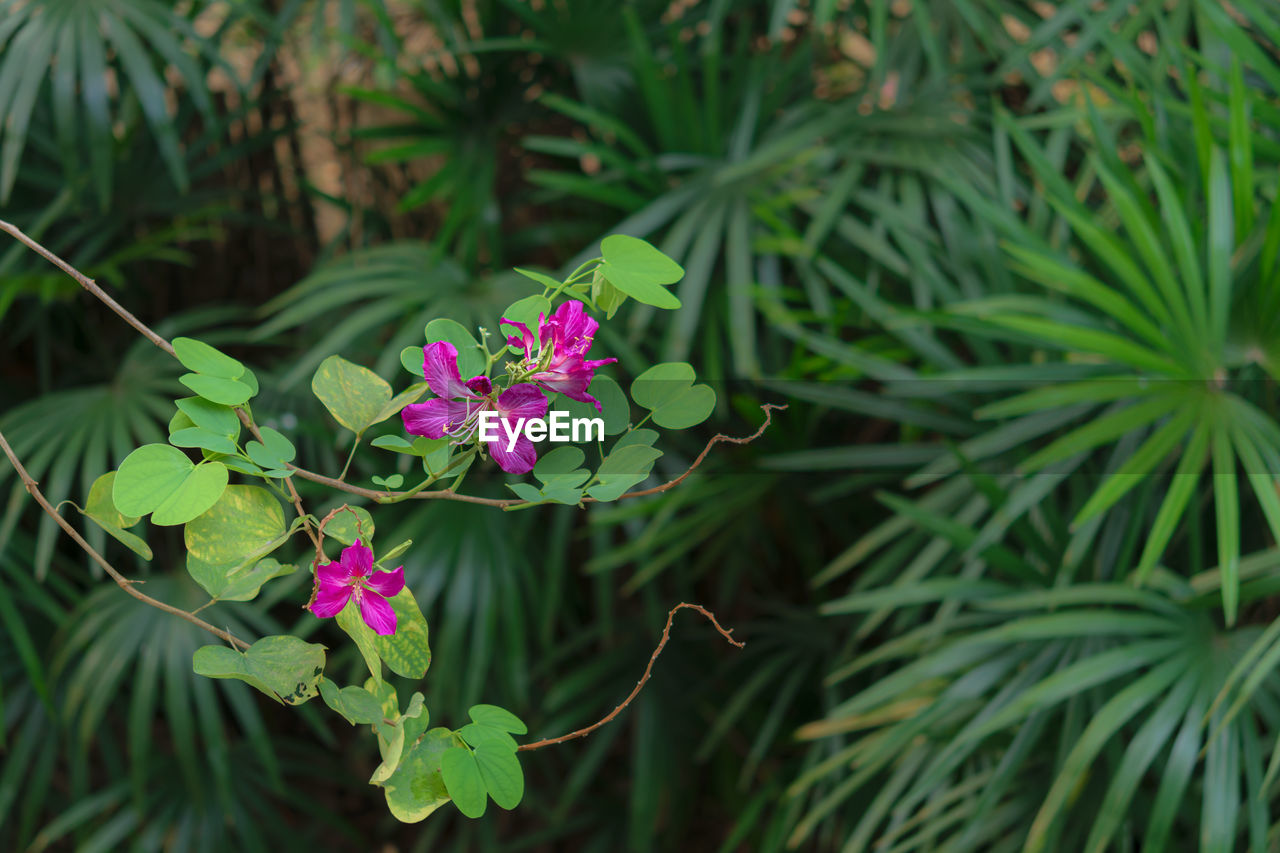 CLOSE-UP OF PINK FLOWERING PLANT AGAINST PURPLE FLOWERS
