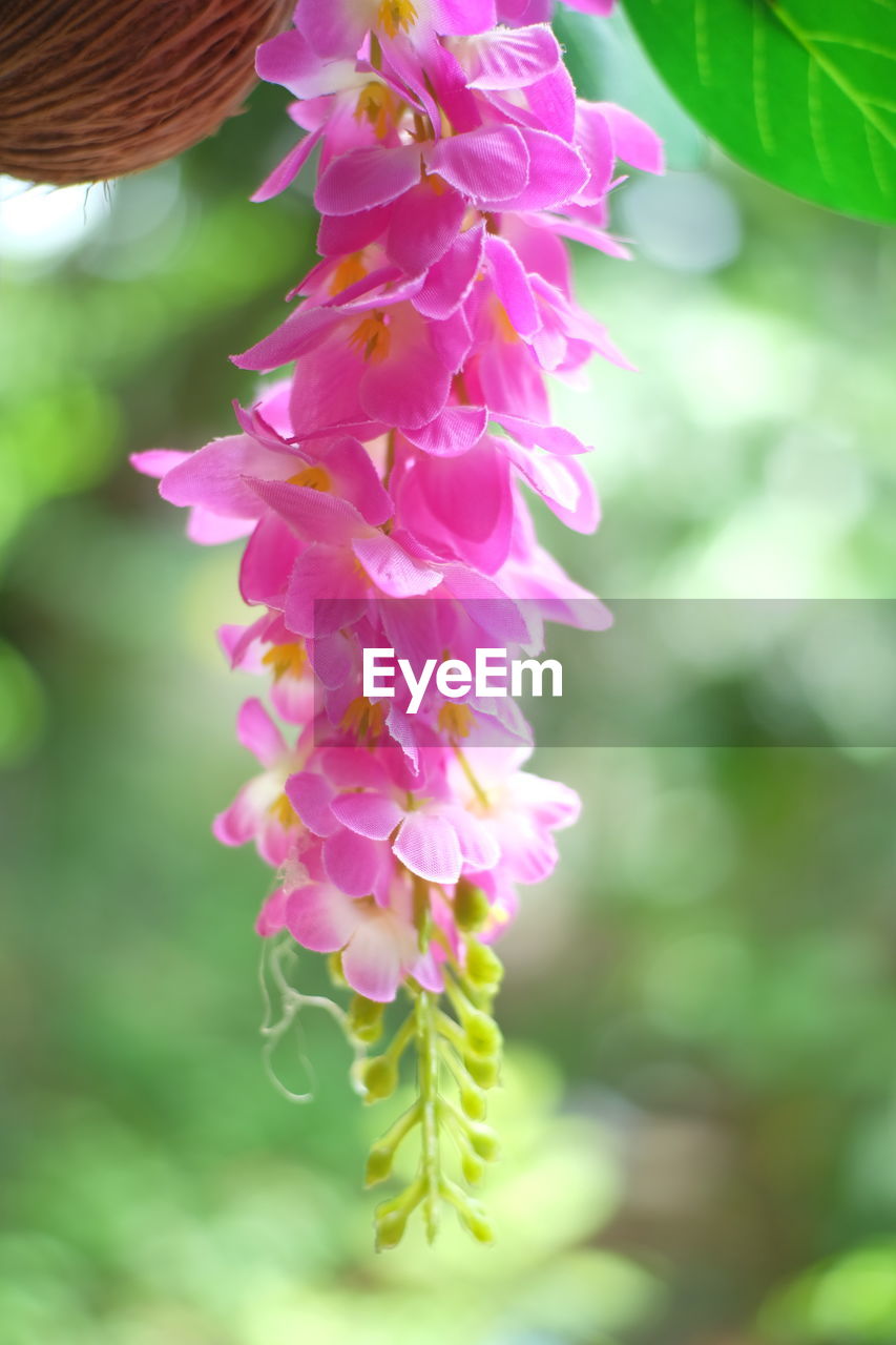 CLOSE-UP OF PINK FLOWERS IN BLOOM