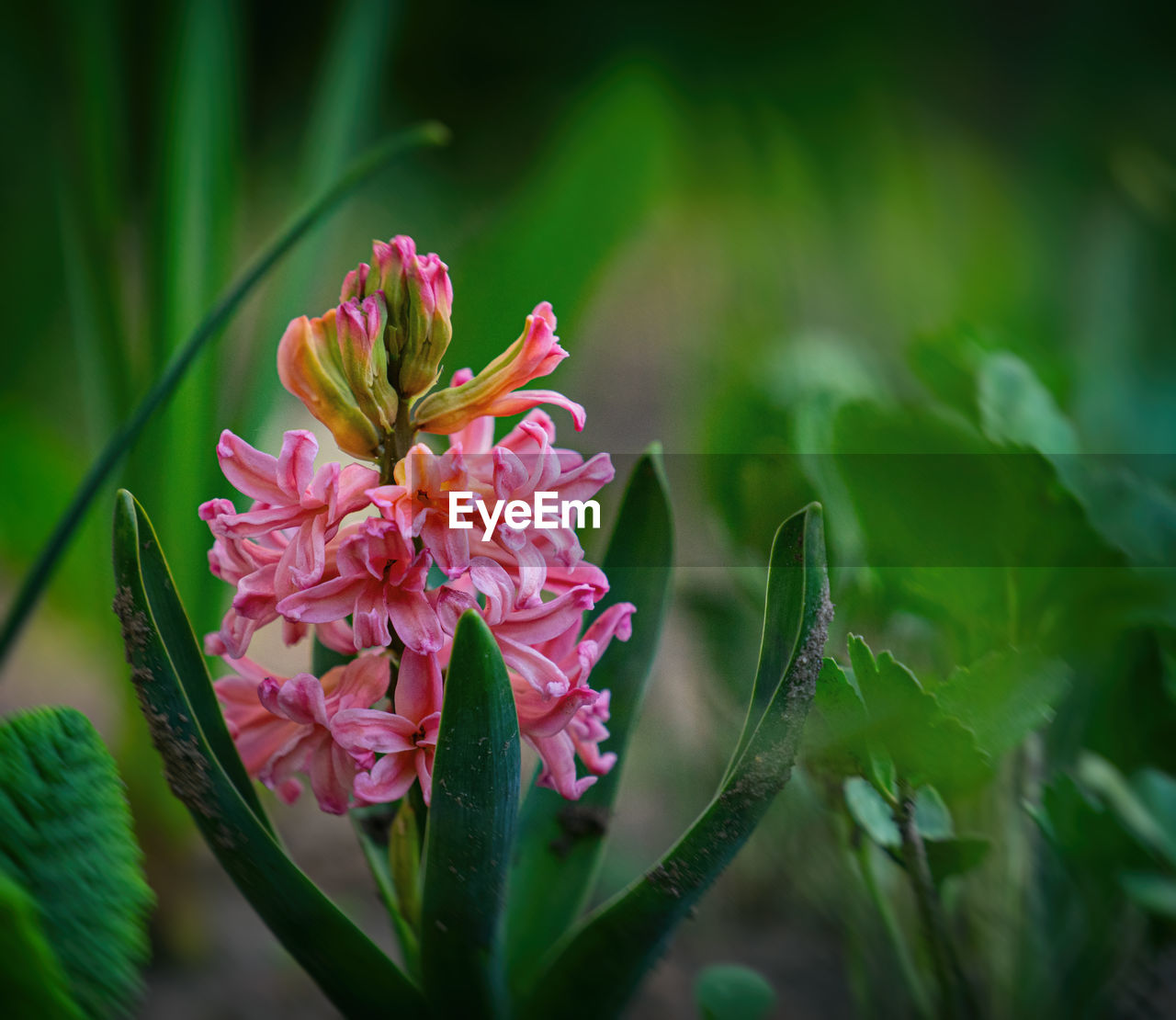 flower, plant, flowering plant, beauty in nature, nature, freshness, macro photography, blossom, green, pink, close-up, plant part, leaf, fragility, petal, flower head, growth, no people, outdoors, inflorescence, environment, springtime, wildflower, botany, multi colored, summer, selective focus, magenta, focus on foreground, animal wildlife