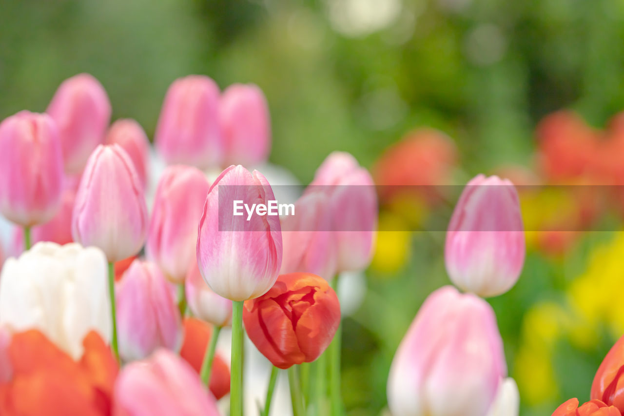 Close-up of pink tulips