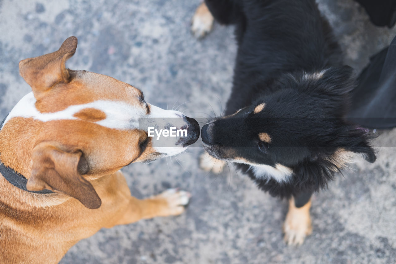 Directly above shot of dogs standing on street