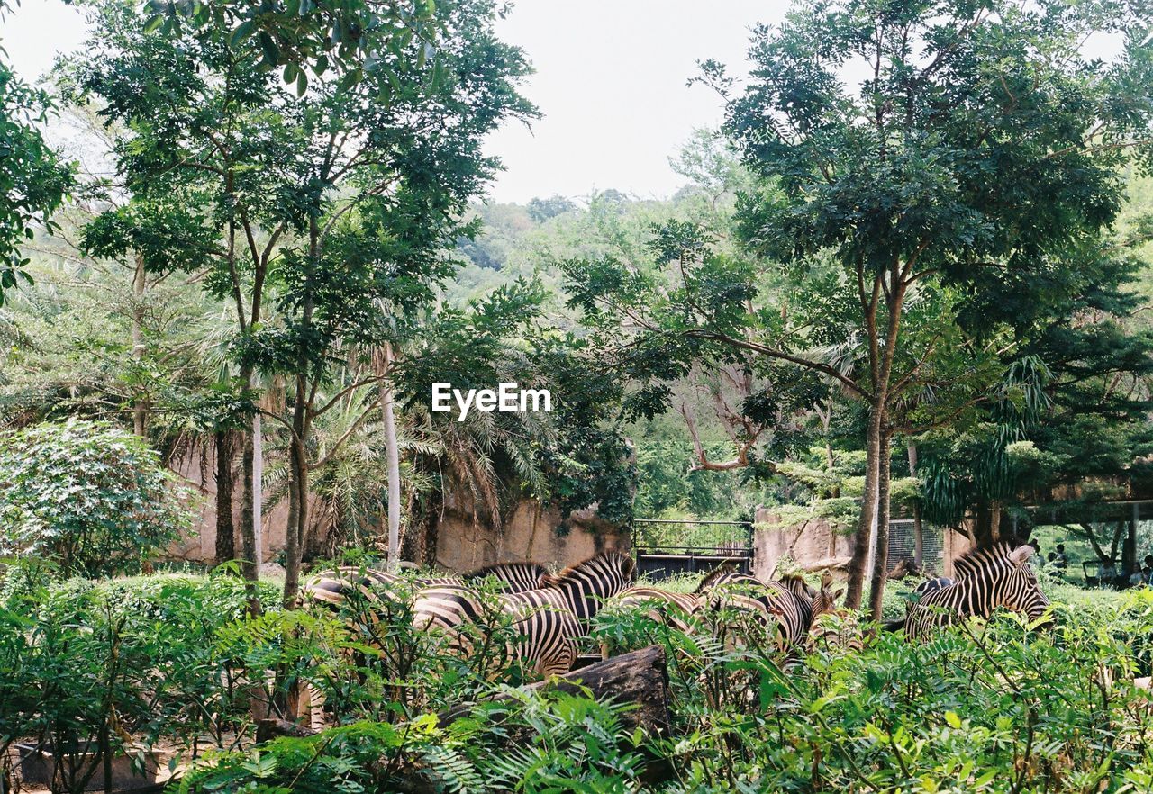 VIEW OF A HORSE IN FOREST