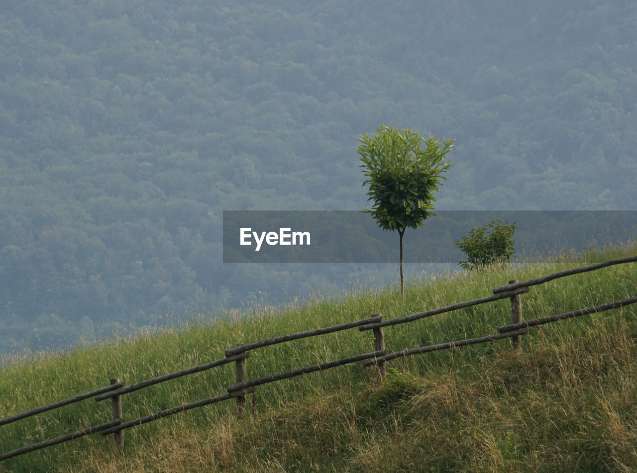 SCENIC VIEW OF FIELD