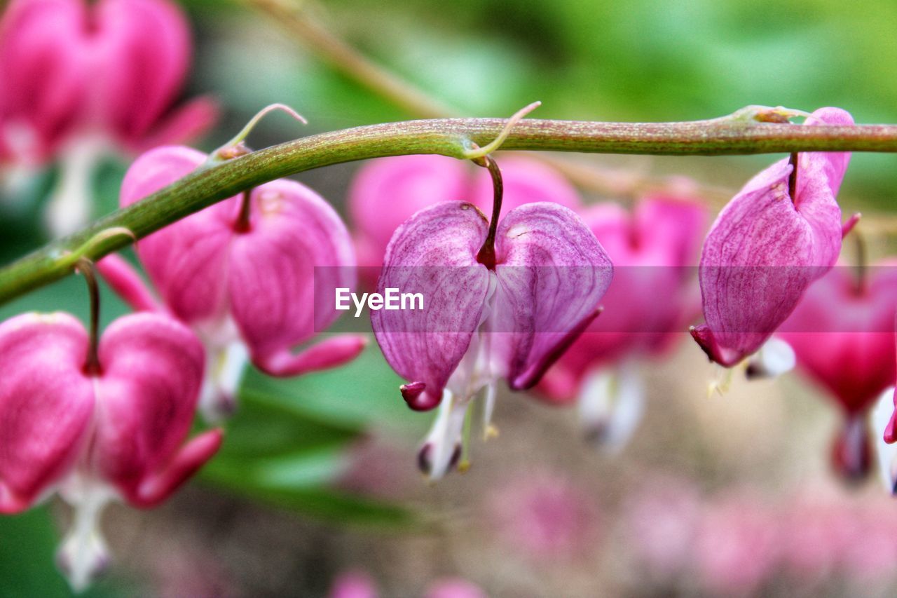 plant, flower, pink, flowering plant, freshness, beauty in nature, close-up, blossom, nature, fragility, growth, macro photography, no people, branch, petal, tree, shrub, focus on foreground, springtime, inflorescence, selective focus, outdoors, leaf, flower head, magenta, purple, day, bud, botany, plant part, orchid