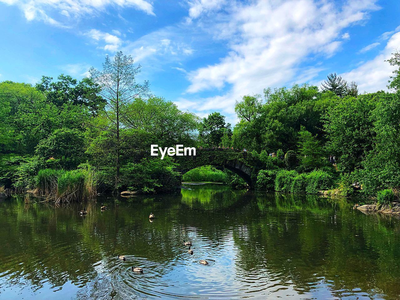 TREES AND PLANTS IN LAKE AGAINST SKY