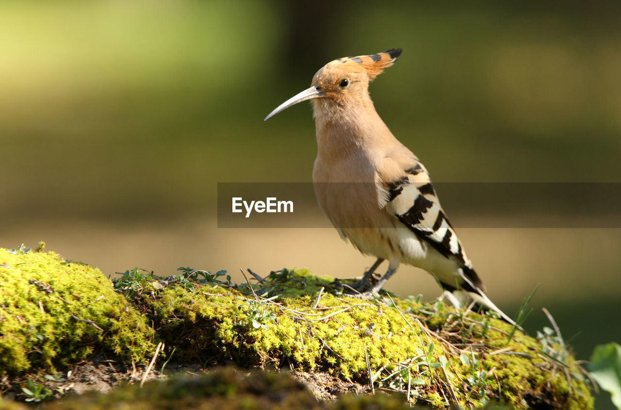 CLOSE-UP OF A BIRD PERCHING ON A BRANCH