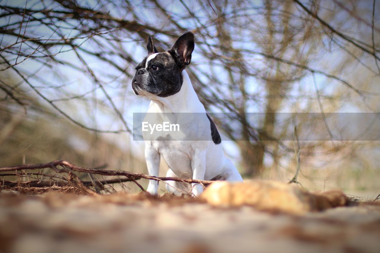 CLOSE-UP OF A DOG ON TREE