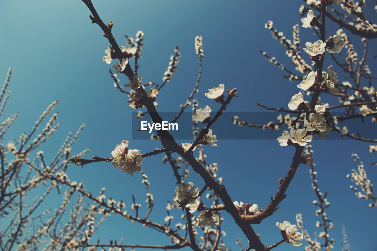 CLOSE-UP OF CHERRY BLOSSOM AGAINST CLEAR SKY