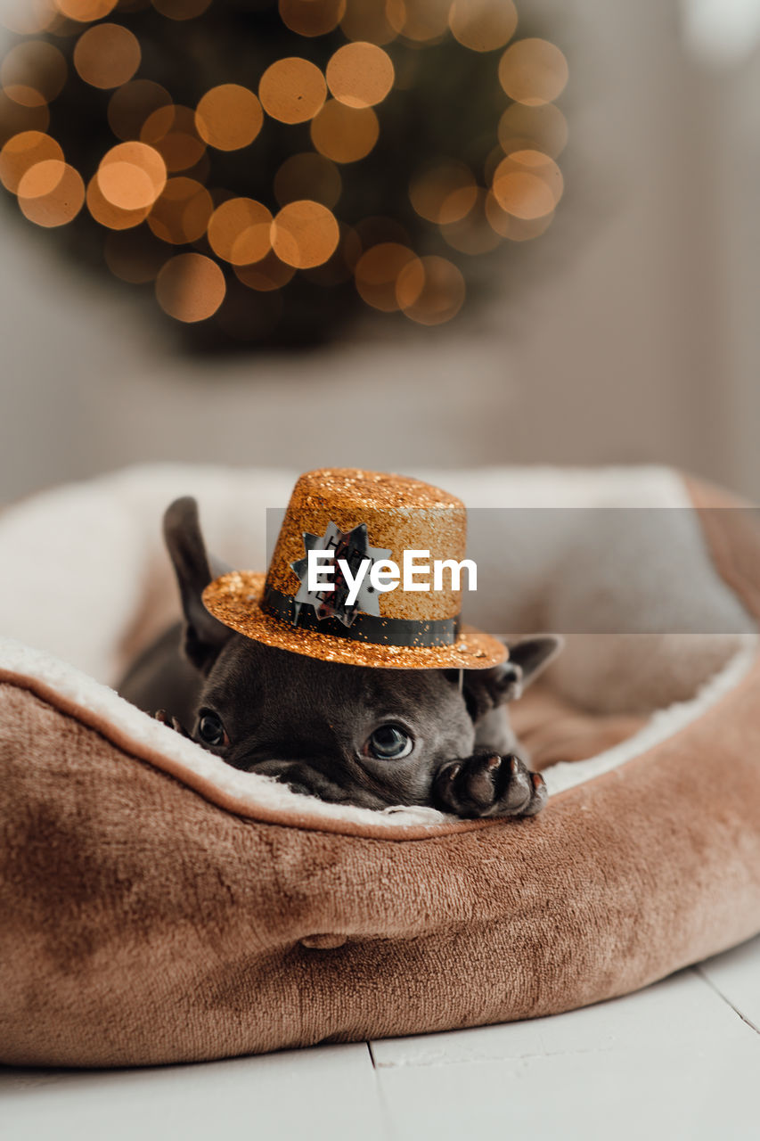 rear view of woman wearing hat on sofa