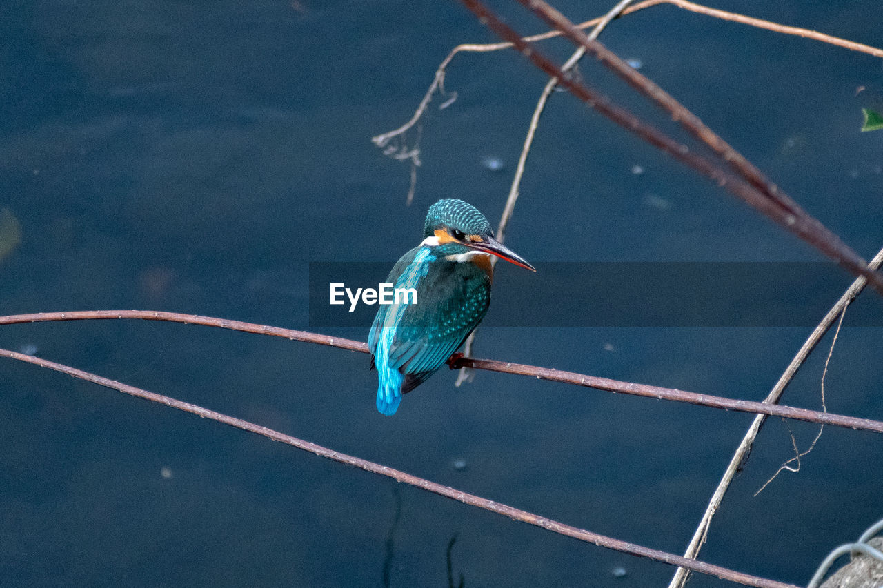 Close-up of bird perching on twig