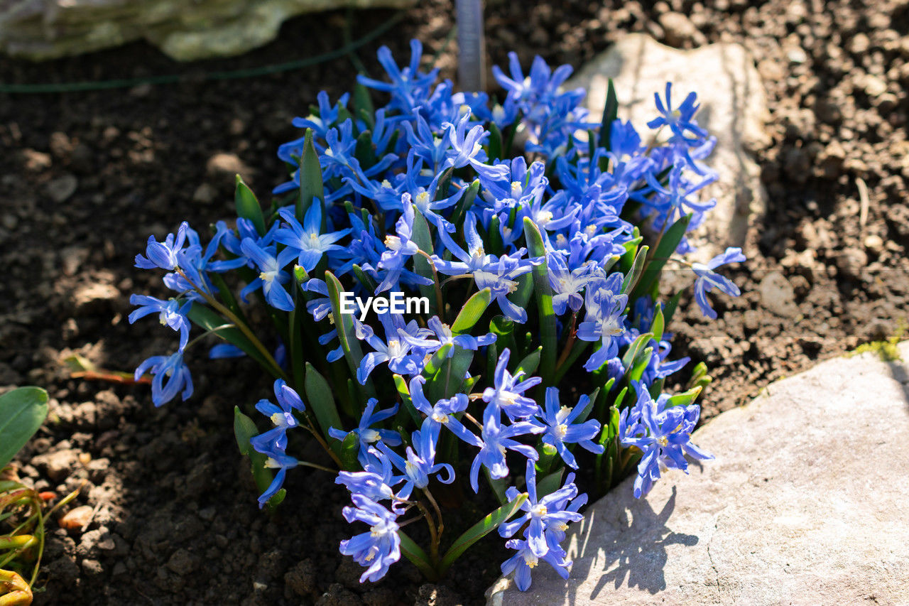 flowering plant, flower, plant, nature, beauty in nature, freshness, fragility, growth, blue, close-up, purple, sunlight, high angle view, petal, day, garden, no people, inflorescence, wildflower, flower head, land, botany, outdoors, field, focus on foreground, shadow, springtime, leaf, plant part