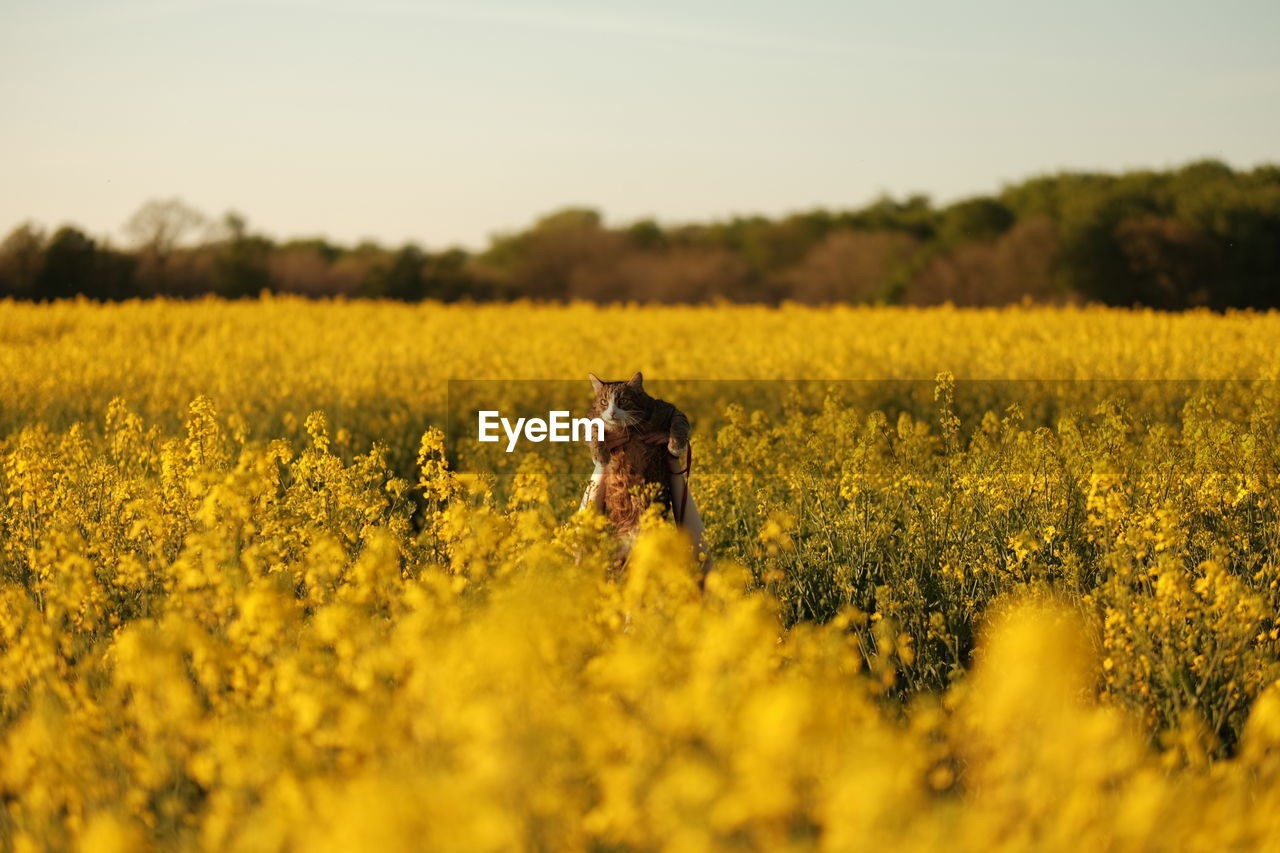 food, rapeseed, yellow, vegetable, field, plant, canola, produce, landscape, rural scene, flower, land, agriculture, crop, nature, beauty in nature, sky, one person, mammal, one animal, domestic animals, prairie, environment, animal, animal themes, growth, rural area, dog, canine, oilseed rape, flowering plant, pet, farm, adult, day, selective focus, tranquility, scenics - nature, outdoors, tranquil scene, meadow, springtime, sunlight, mustard, freshness