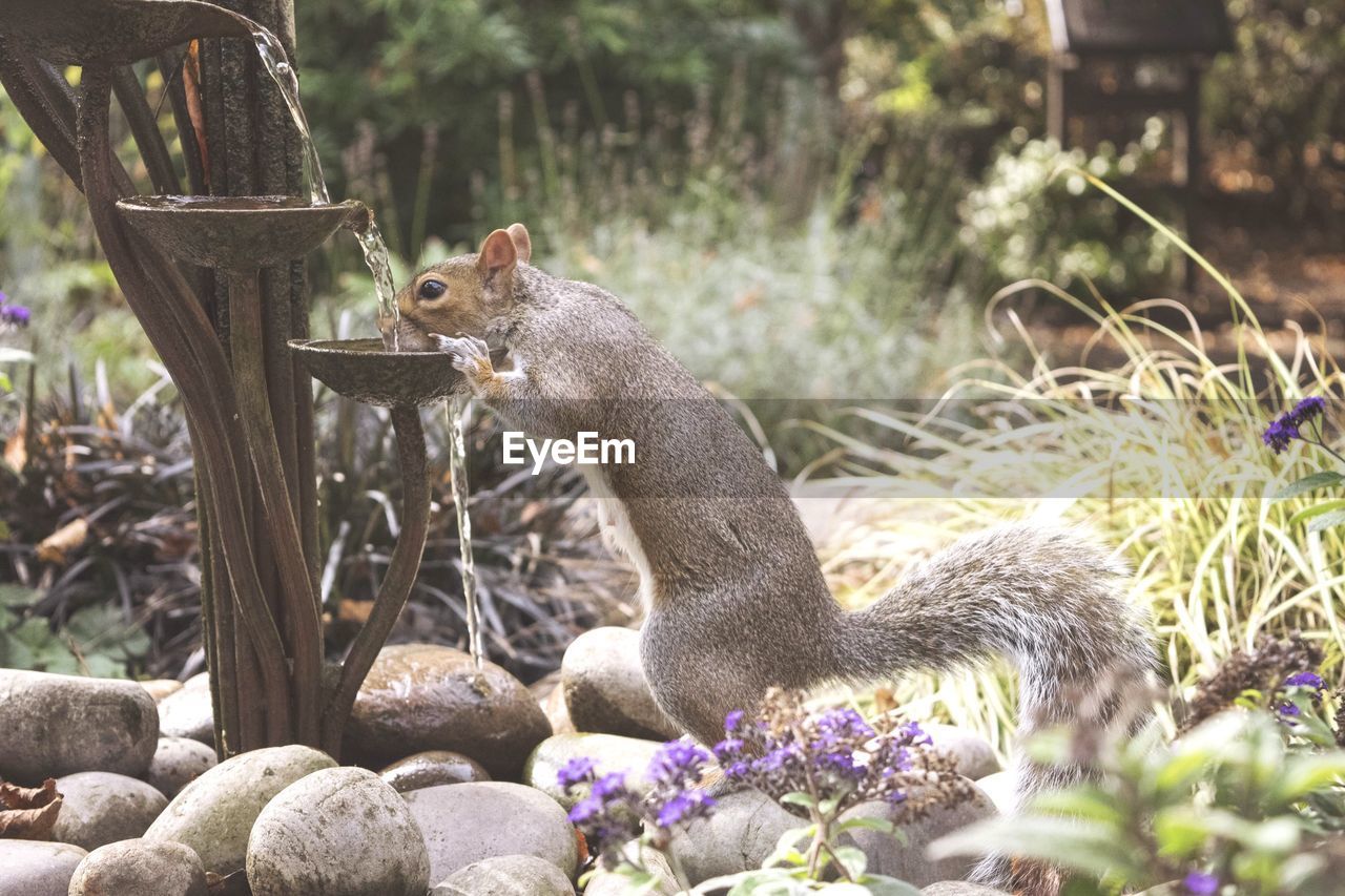 Side view of squirrel drinking water from fountain in garden