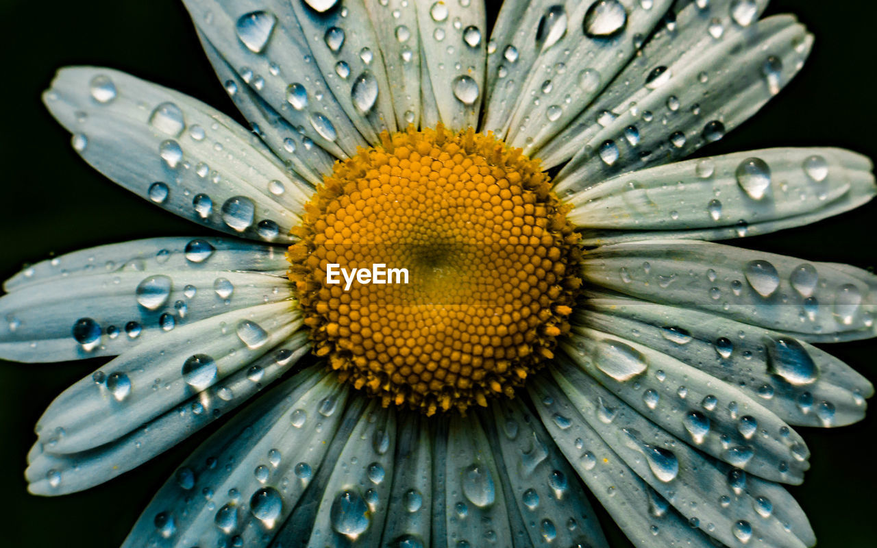 Close-up of water drops on daisy