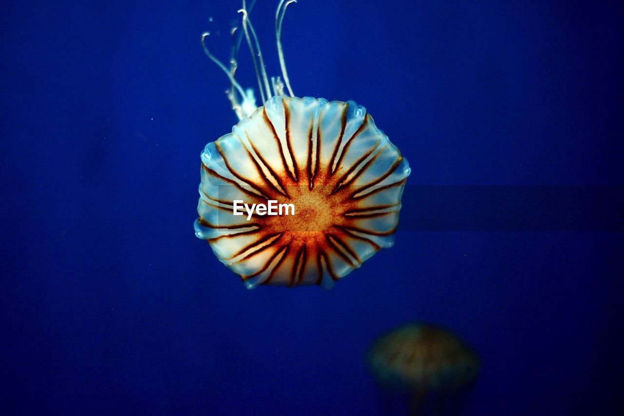 Jellyfish floating in water