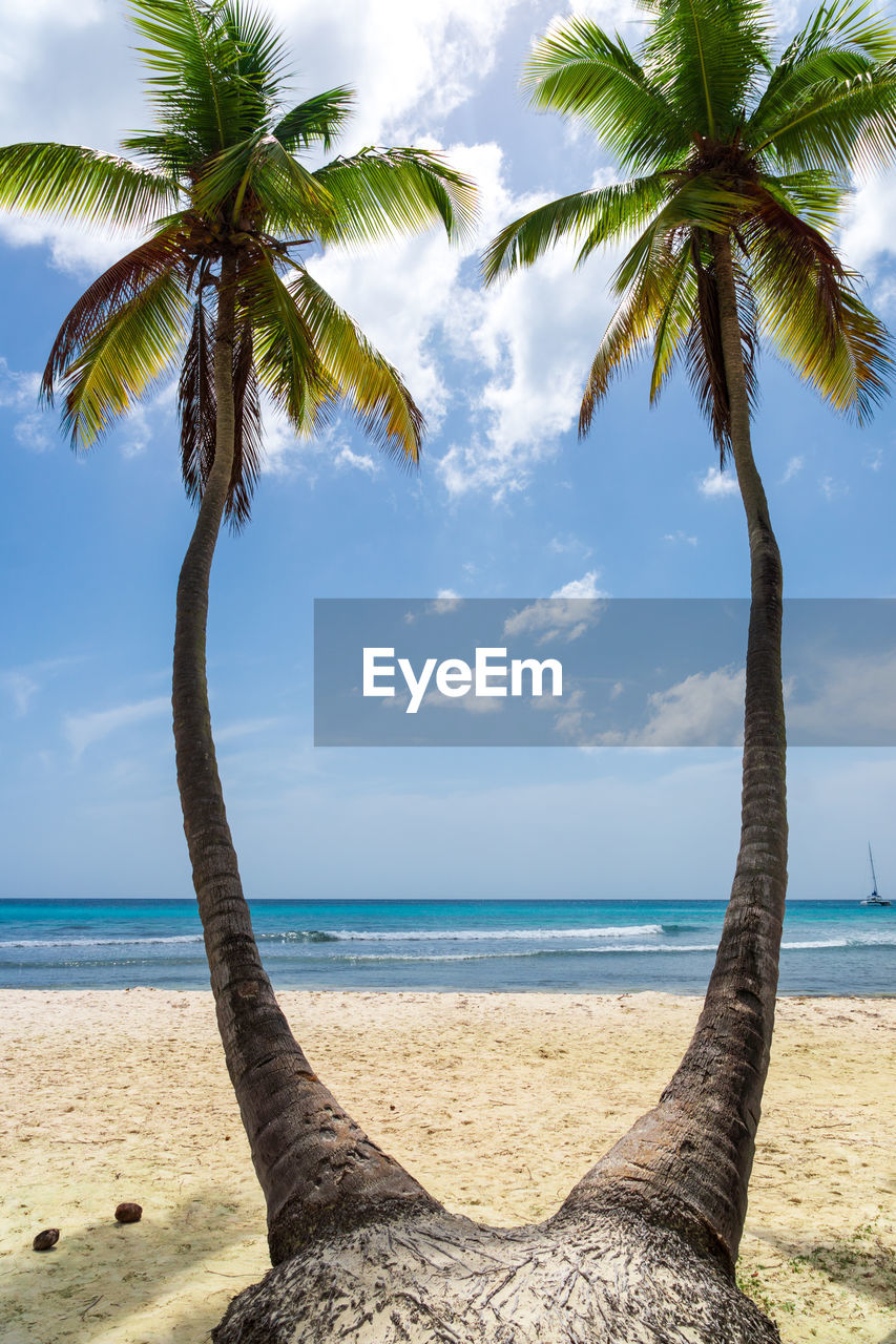 Palm tree by sea against sky