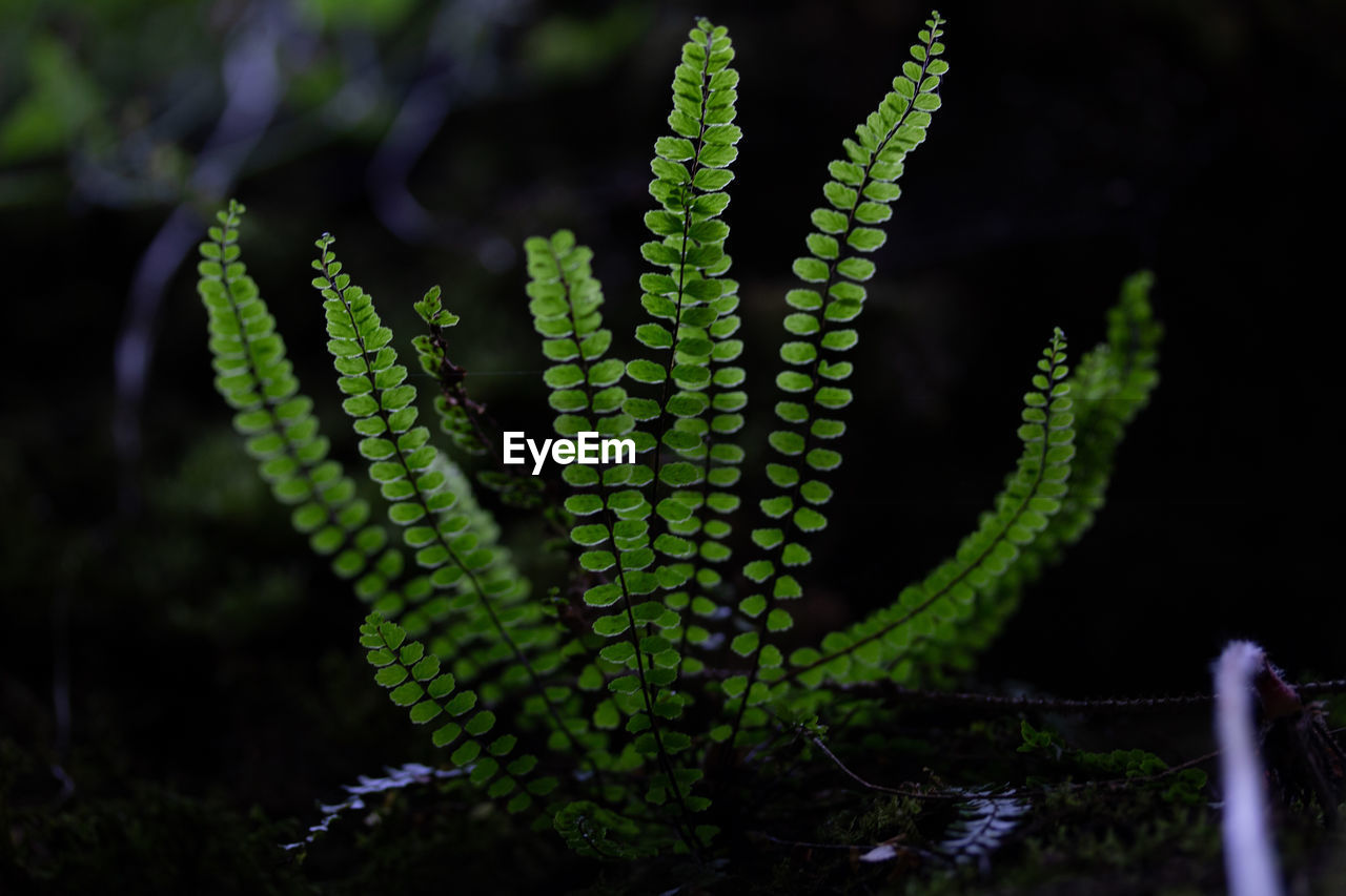 Close-up of succulent plant