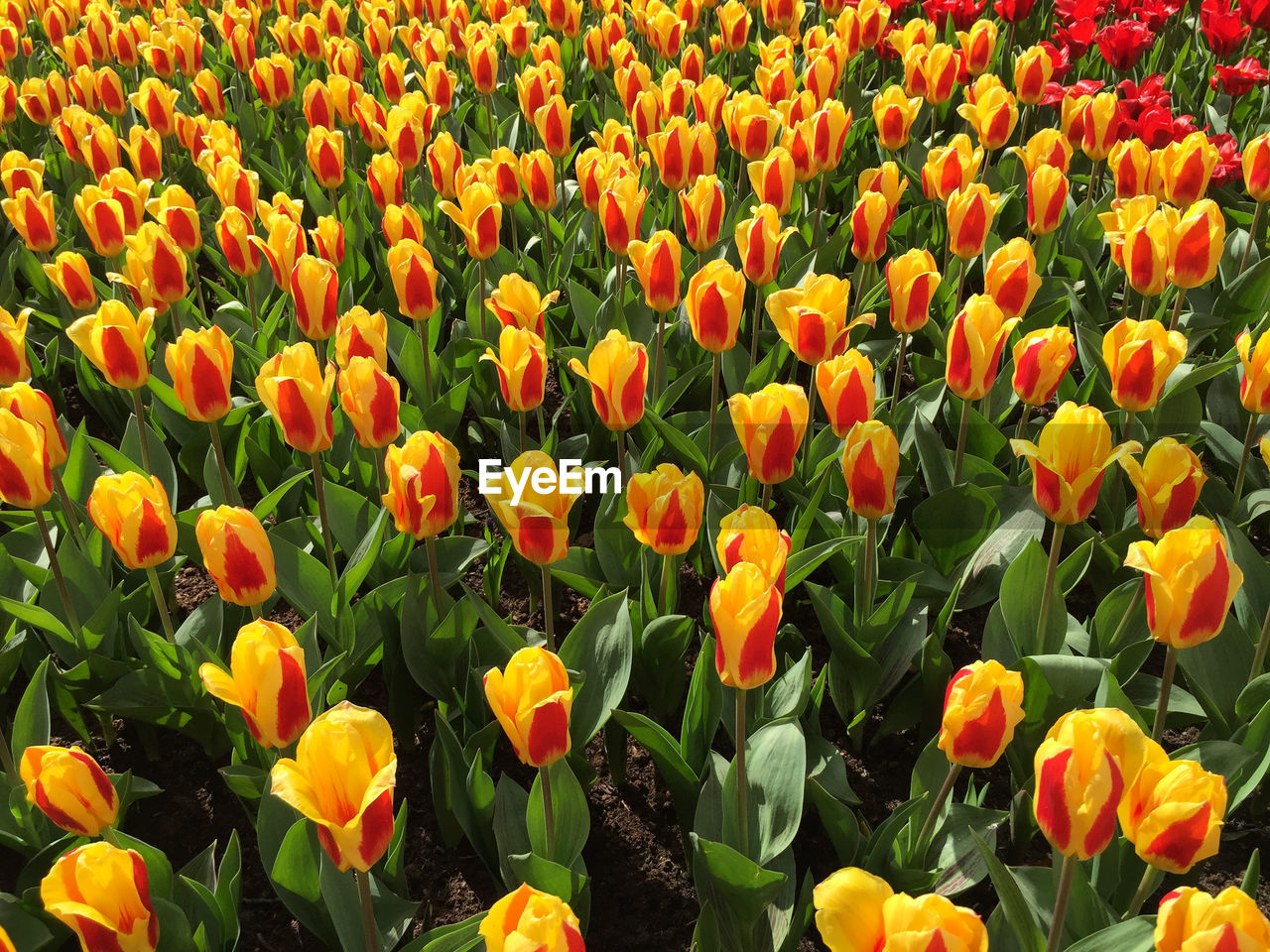 Close-up of fresh orange tulips blooming in field