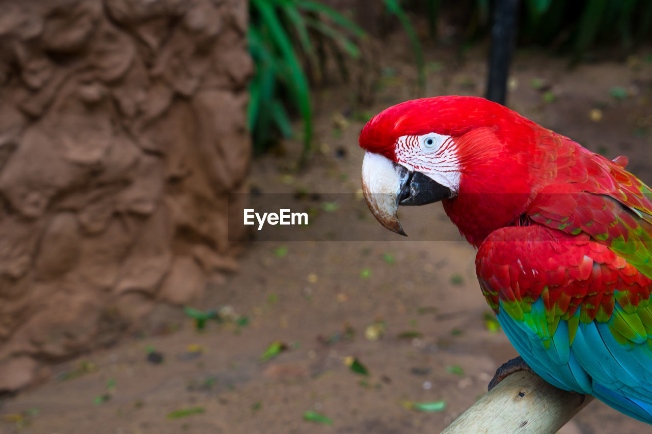 Close-up of parrot perching on branch